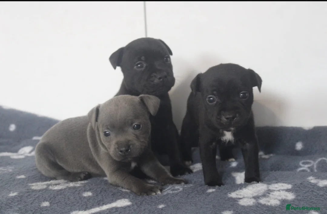 Staffordshire Bull Terrier dogs for stud: VALGLO TOP GUN -BLUE CARRIER in Dudley - Advert 15