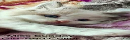 Ragdoll cats for sale: Stunning Ragdoll Kittens Looking for Forever Homes - Advert 20