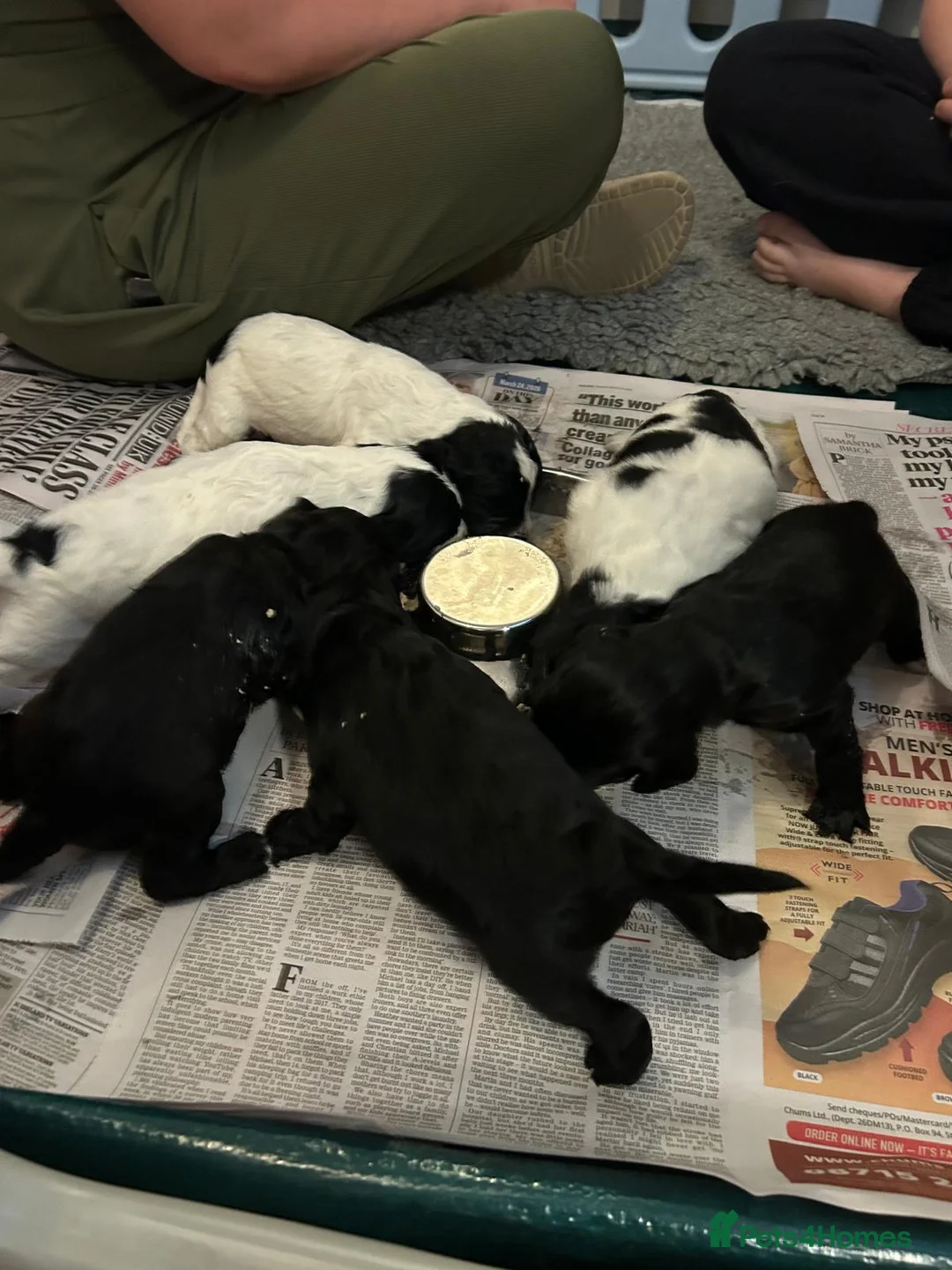 Mixed Breed dogs for sale: Beautiful litter of home reared puppies  in Blackpool - Advert 2