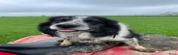 Border Collie dogs for sale: Border collie puppies - Advert 6