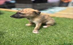 Whippet dogs for sale: Whippet puppies beautiful colours - Image 14