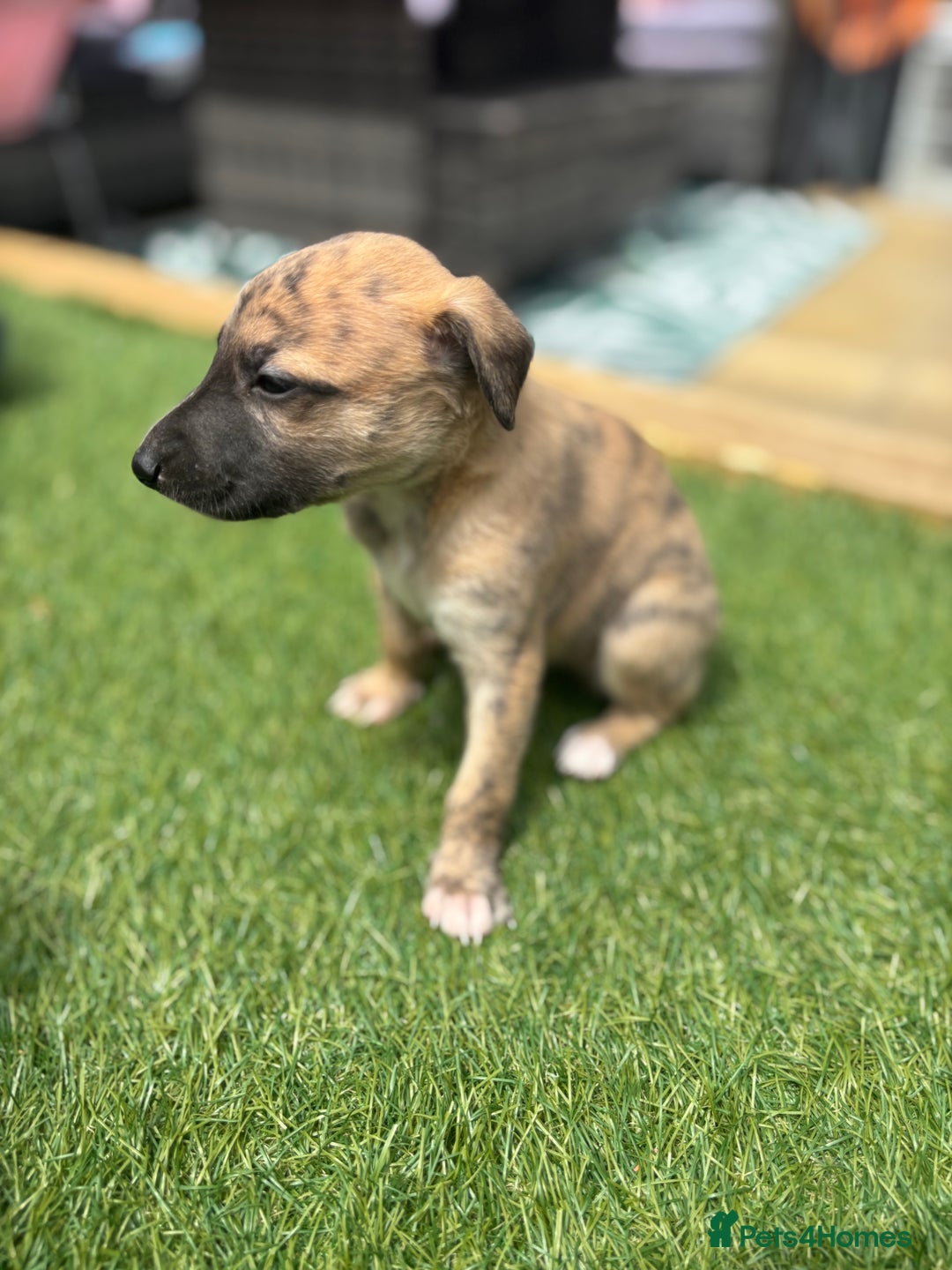 Whippet dogs for sale: Whippet puppies beautiful colours - Image 14