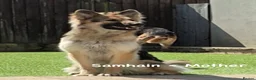 German Shepherd dogs for sale: German Shepherd Puppies for Sale in Swindon - Advert 2