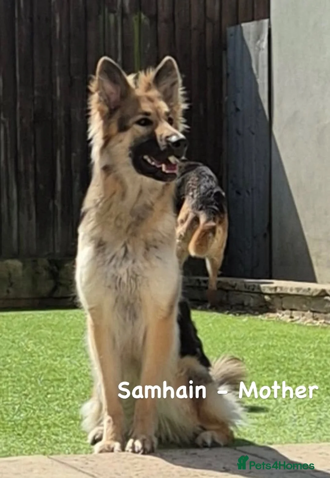 German Shepherd dogs for sale: German Shepherd Puppies for Sale in Swindon - Advert 2