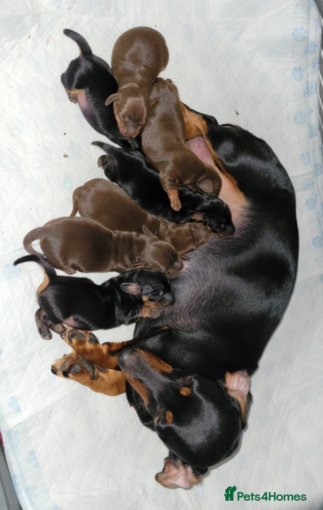 Miniature Dachshund dogs for stud: 27 champions prince Rolo  - Advert 13