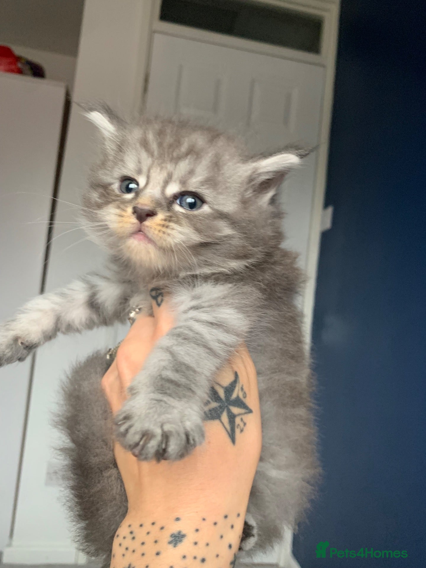 Maine Coon cats AMAZING TICA REGISTERED KITTENS - Advert 1