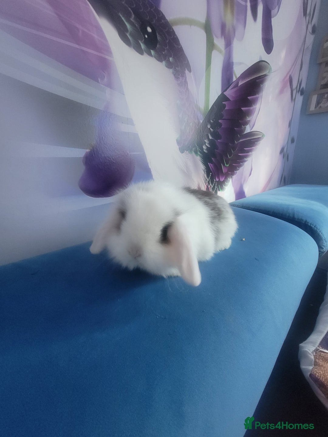 Mini Lop rabbits for sale: Mini lop bunnies  - Image 3