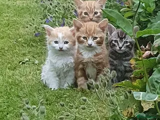Mixed Breed cats Fun Fun Fun - Advert 2