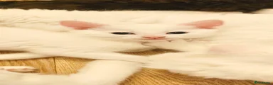Turkish Angora 5