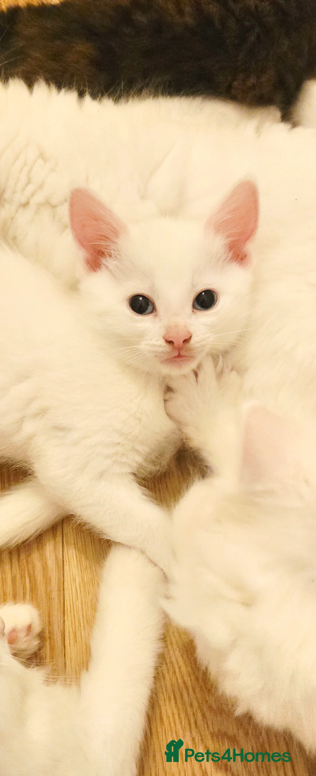 Turkish Angora cats for sale: Turkish angora kittens - Advert 2