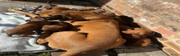 Rhodesian Ridgeback dogs for sale: KC Registered Rhodesian Ridgeback Puppies in Wallasey - Advert 4