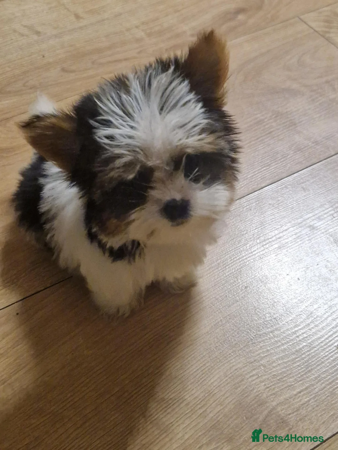 Biewer Terrier dogs for sale: Pure Miniature Biewer Terrier Puppies - Advert 2