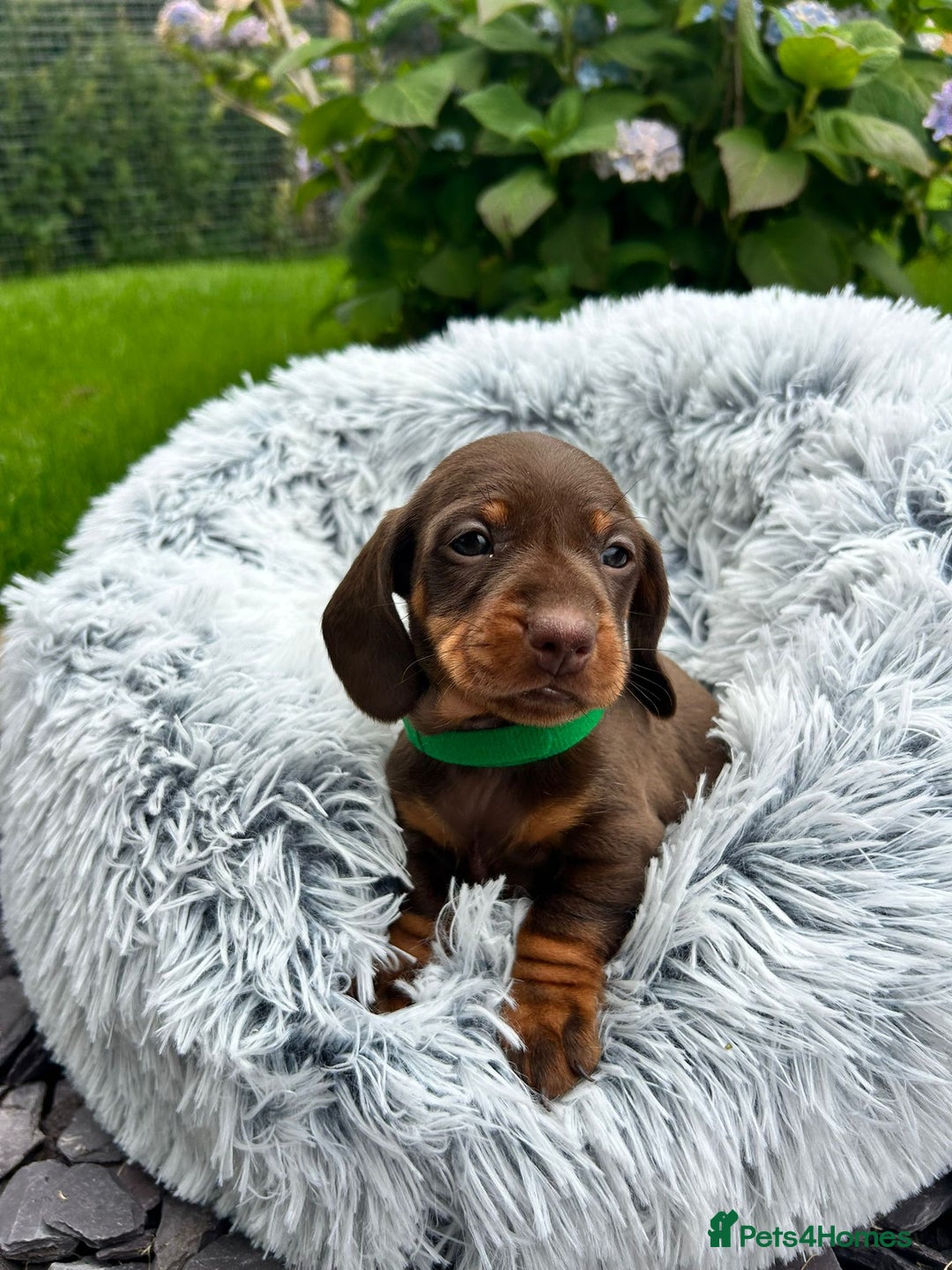 Miniature Dachshund dogs for sale: Kc reg PRA clear miniature dachshund puppies  - Image 13