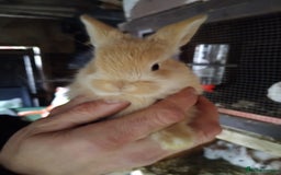 Mini Lop rabbits for sale: Mini baby lops - Advert 3