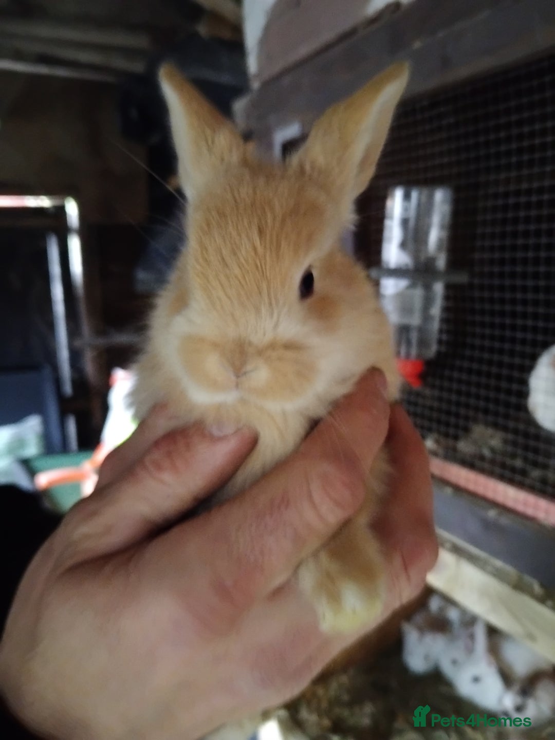 Mini Lop rabbits for sale: Mini baby lops - Advert 3