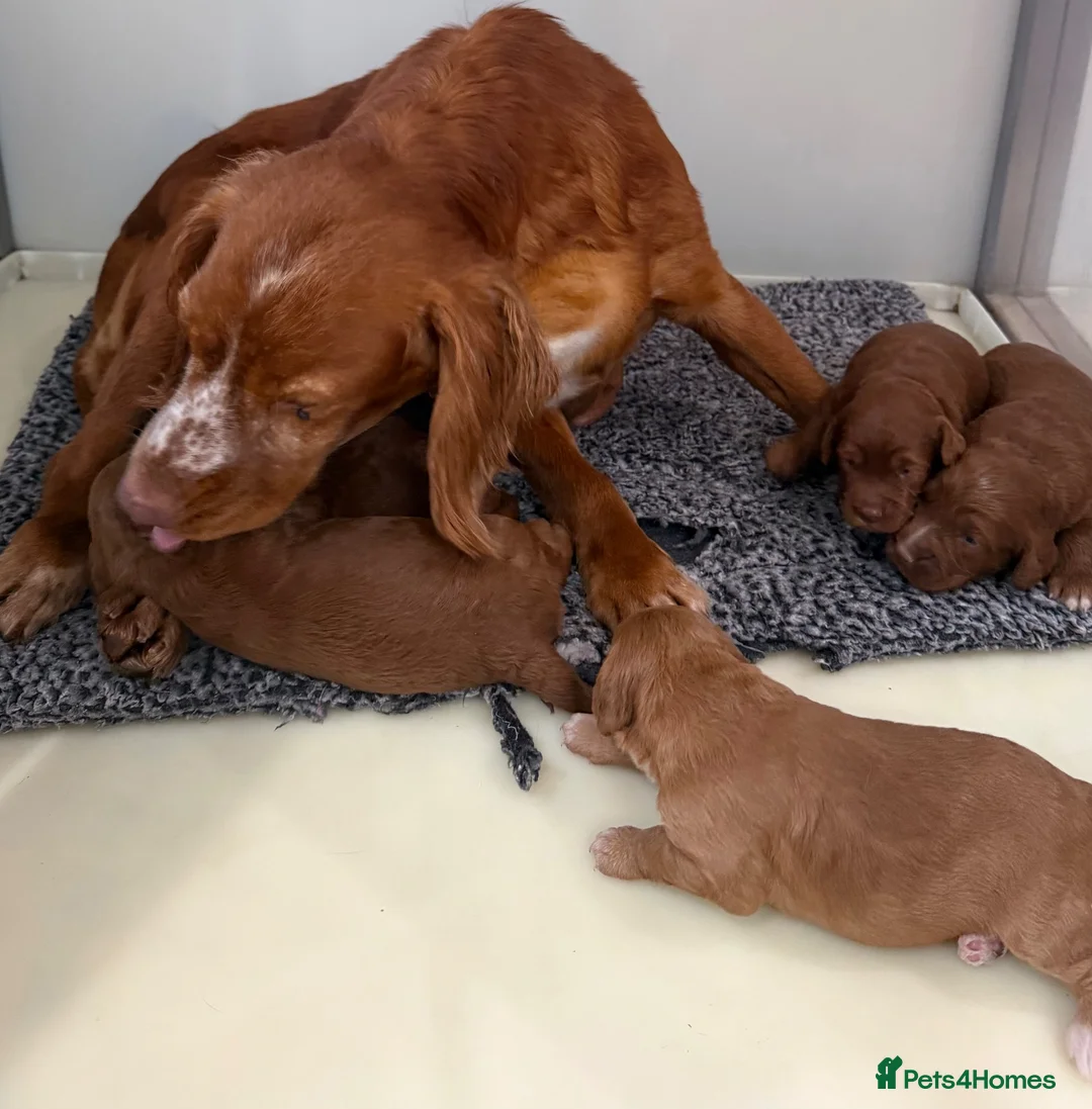 Cockapoo dogs for sale: F1 mini Cockapoo’s various colours 30 dna clear  - Advert 12