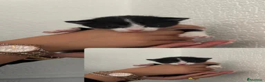 Mixed Breed 2