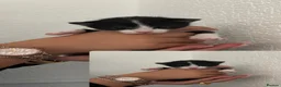 Mixed Breed cats for sale: Raggamuffin/Tabby Kittens - Advert 3