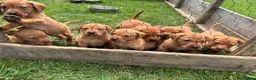 Labrador Retriever dogs for sale: Fox red Labrador  in Galashiels - Advert 7