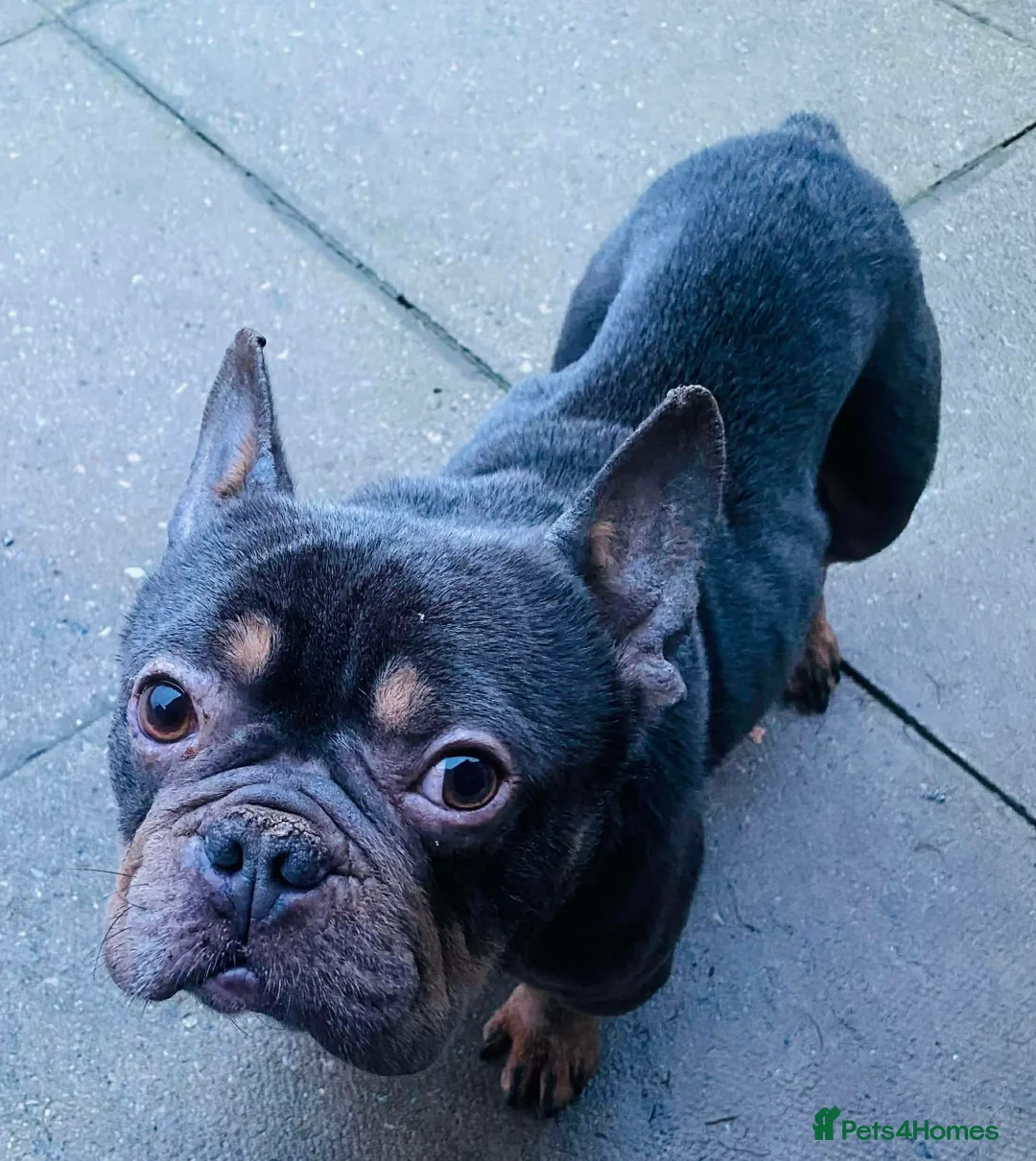 French Bulldog dogs for adoption: Jack needs a loving home  - Advert 1