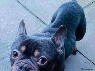 French Bulldog dogs Jack needs a loving home - Advert 1