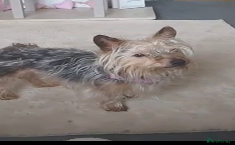 Yorkshire Terrier dogs - Advert 10