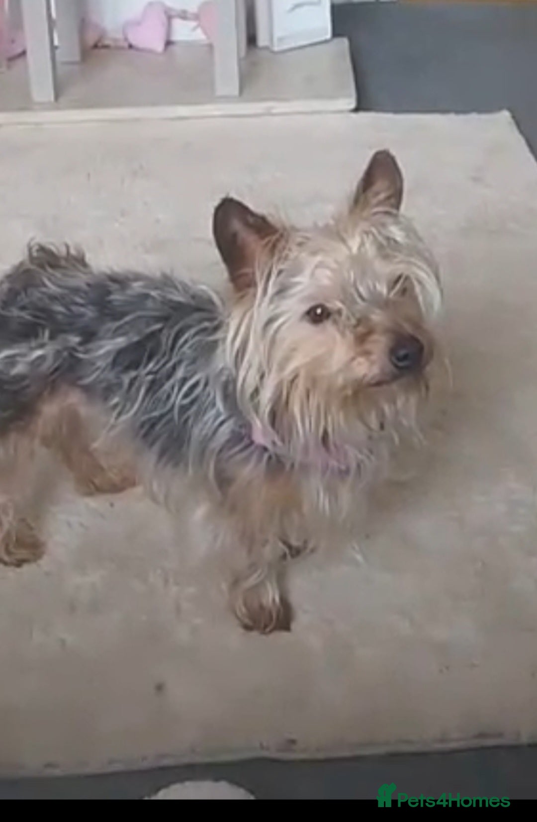 Yorkshire Terrier dogs for sale:  miniature boy - Image 1