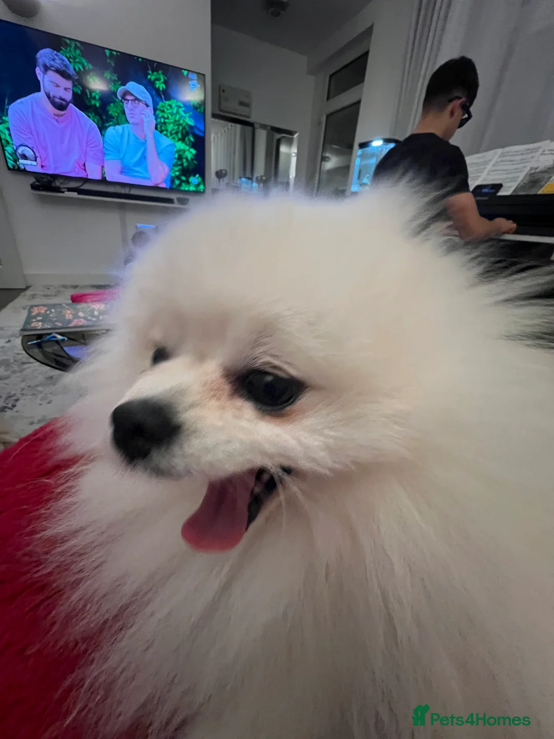 Pomeranian dogs for stud: Pomeranian Boy for Stud - Advert 7