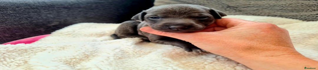 Italian Greyhound Puppy 1