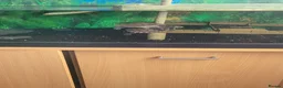 Turtle reptiles for sale: Pink bellied sideneck turtles - Advert 2