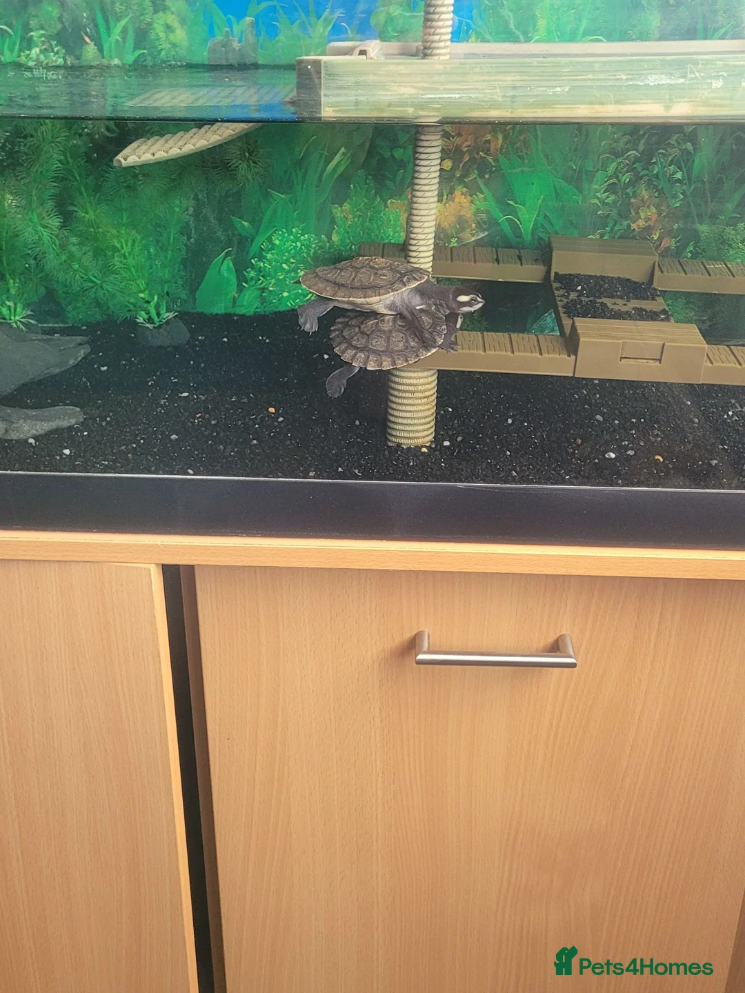 Turtle reptiles for sale: Pink bellied sideneck turtles - Advert 2