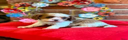 Cavalier King Charles Spaniel dogs for sale: KC. C.K.C.S from Champion Show Lines - Advert 18