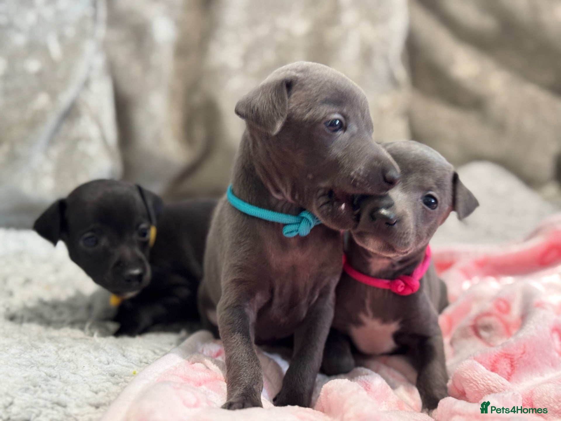 Italian Greyhound dogs 🏡 KC Italian greyhound puppies for sale 🏡 - Advert 12