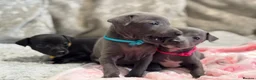 Italian Greyhound dogs for sale: 🏡 KC Italian greyhound puppies for sale 🏡 - Advert 1