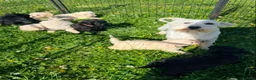Schnoodle dogs for sale: Toy Schnoodle Puppies (Mini Schnauzer x Toy Poodle - Advert 5