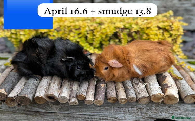 Guinea Pig rodents - Advert 16