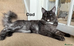 Maine Coon cats for sale: Pedigree ”TICA” kittens  - Image 9
