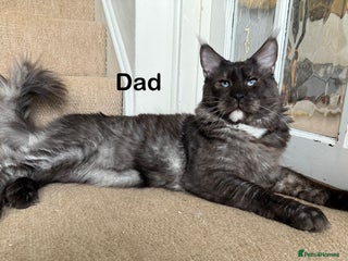 Maine Coon cats - Advert 17