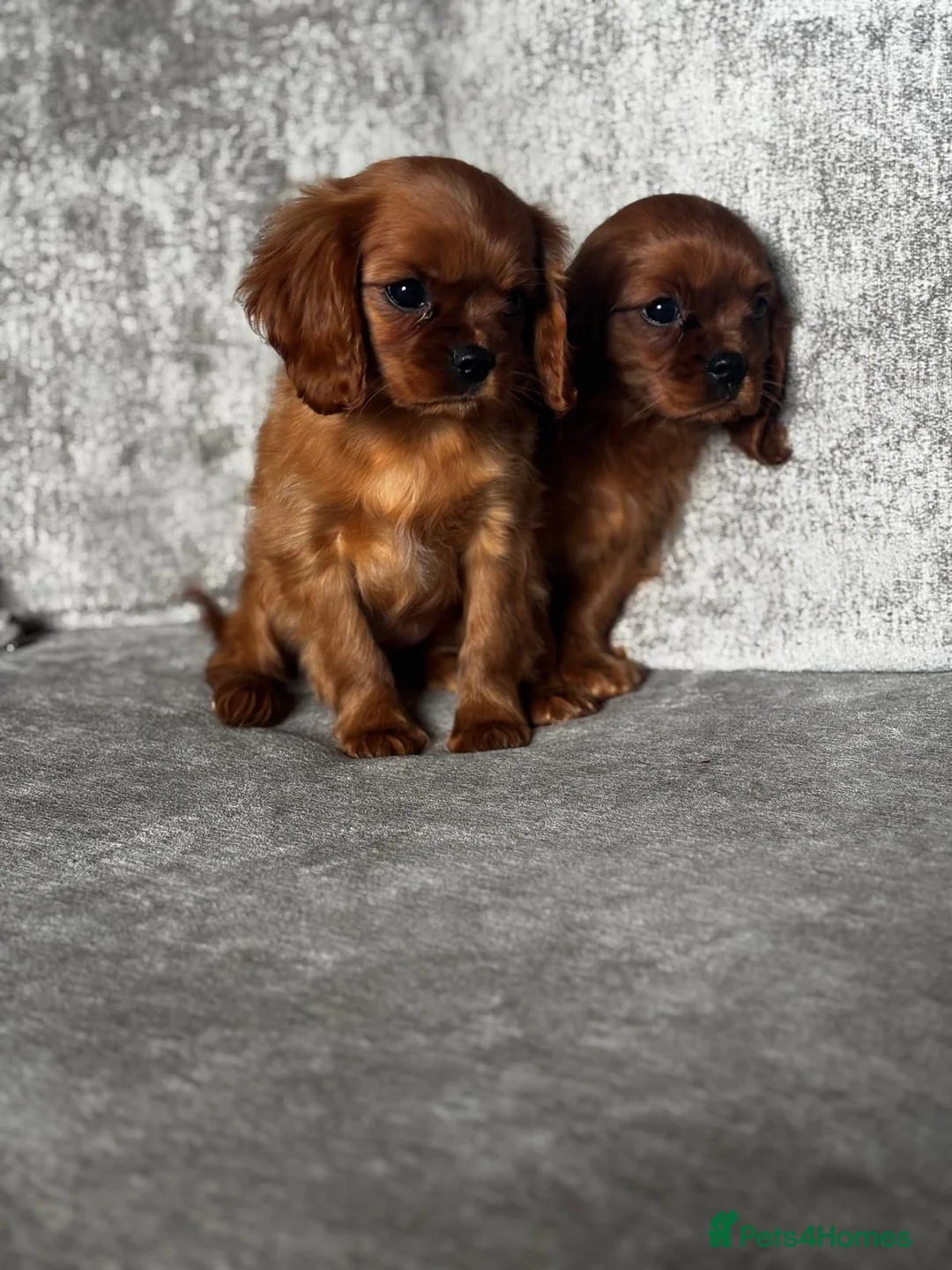 Cavalier King Charles Spaniel dogs for sale: CAVALIER KING CHARLES SPANIELS  - Advert 6