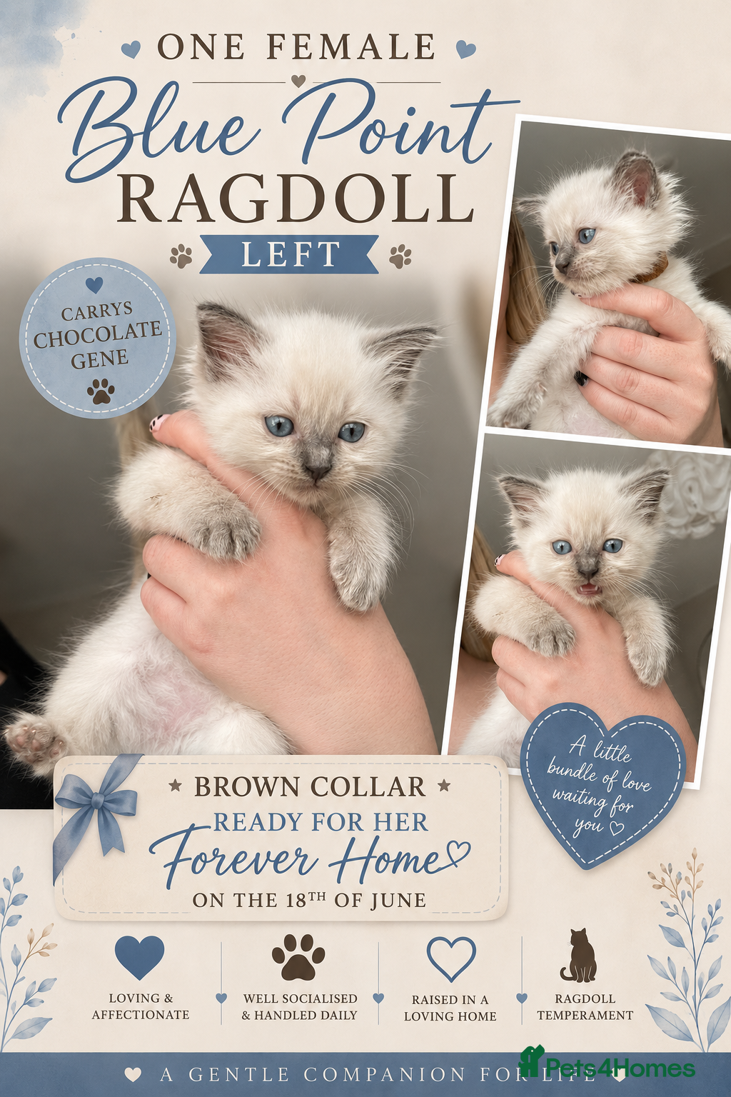 Ragdoll cats Ragdoll kittens 😸 *1 girl left🤎* - Advert 1