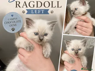 Ragdoll cats Ragdoll kittens 😸 *1 girl left🤎* - Advert 1