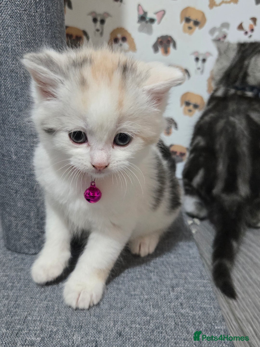 Brazilian Shorthair cats for sale: British shorthair x Persian  - Advert 21