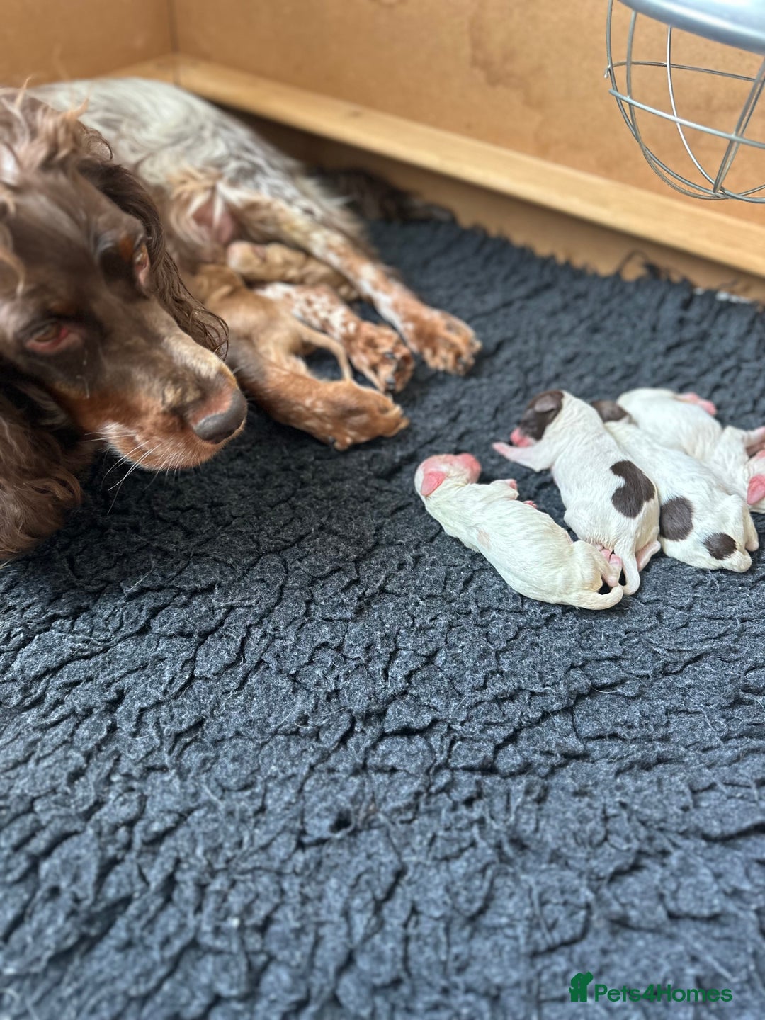 Cockapoo dogs for sale: F1 Cockapoo Puppies - Rainbow litter  - Image 12