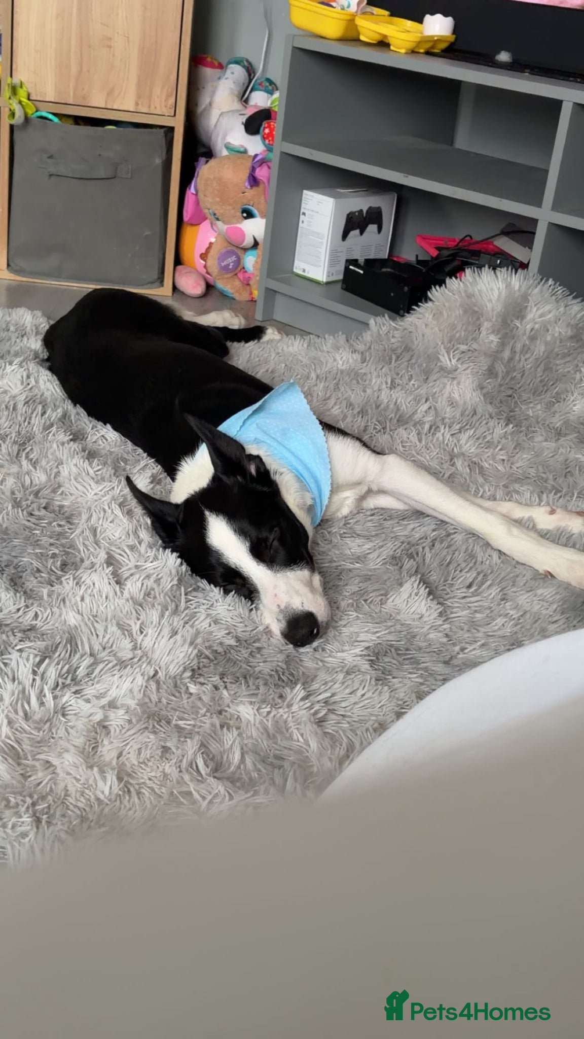 Mixed Breed dogs 8month Male Border Kelpie - Advert 1