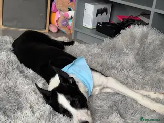 Mixed Breed dogs 8month Male Border Kelpie - Advert 1