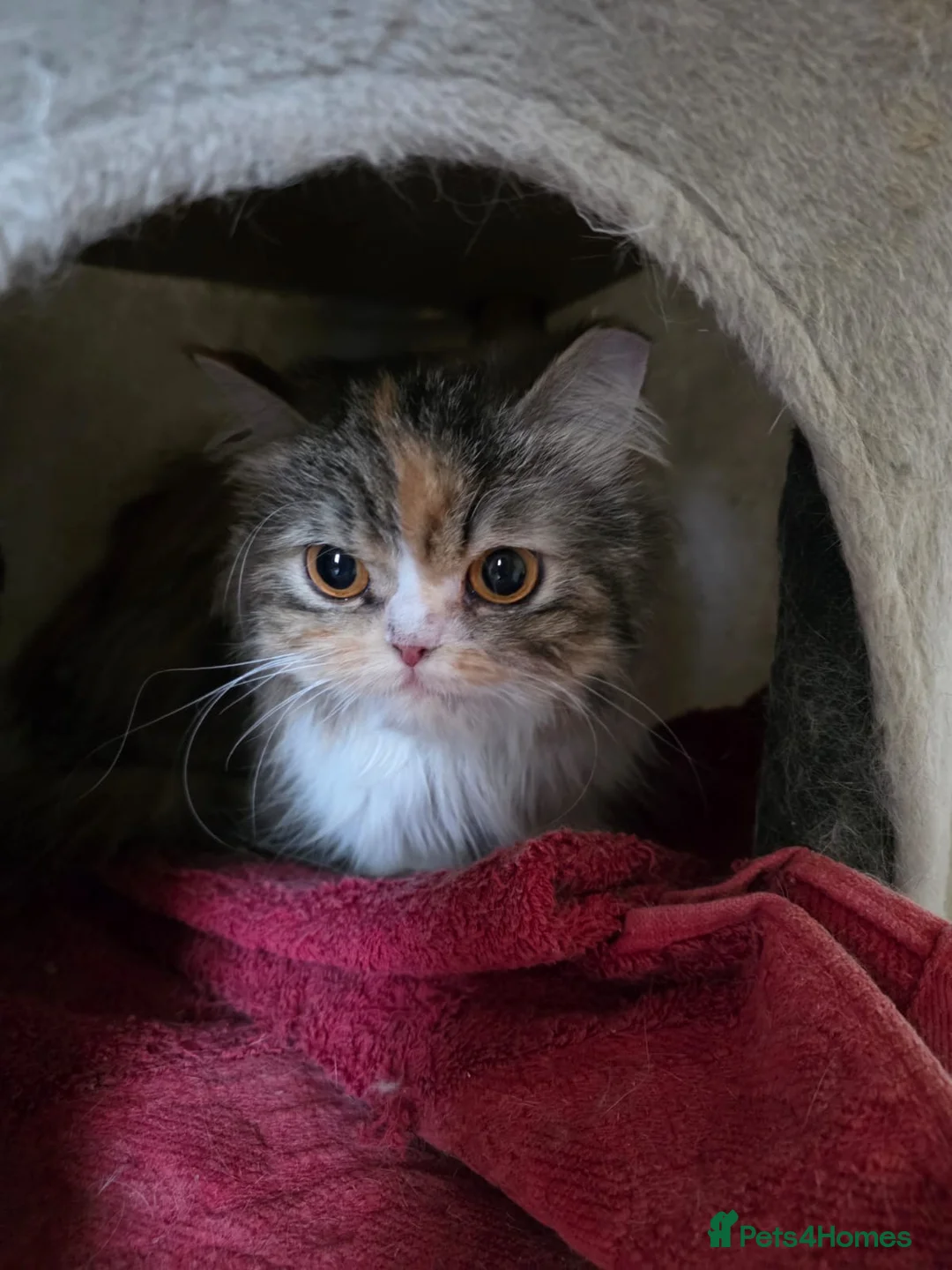 Mixed Breed cats for adoption: Mogwai - Advert 2