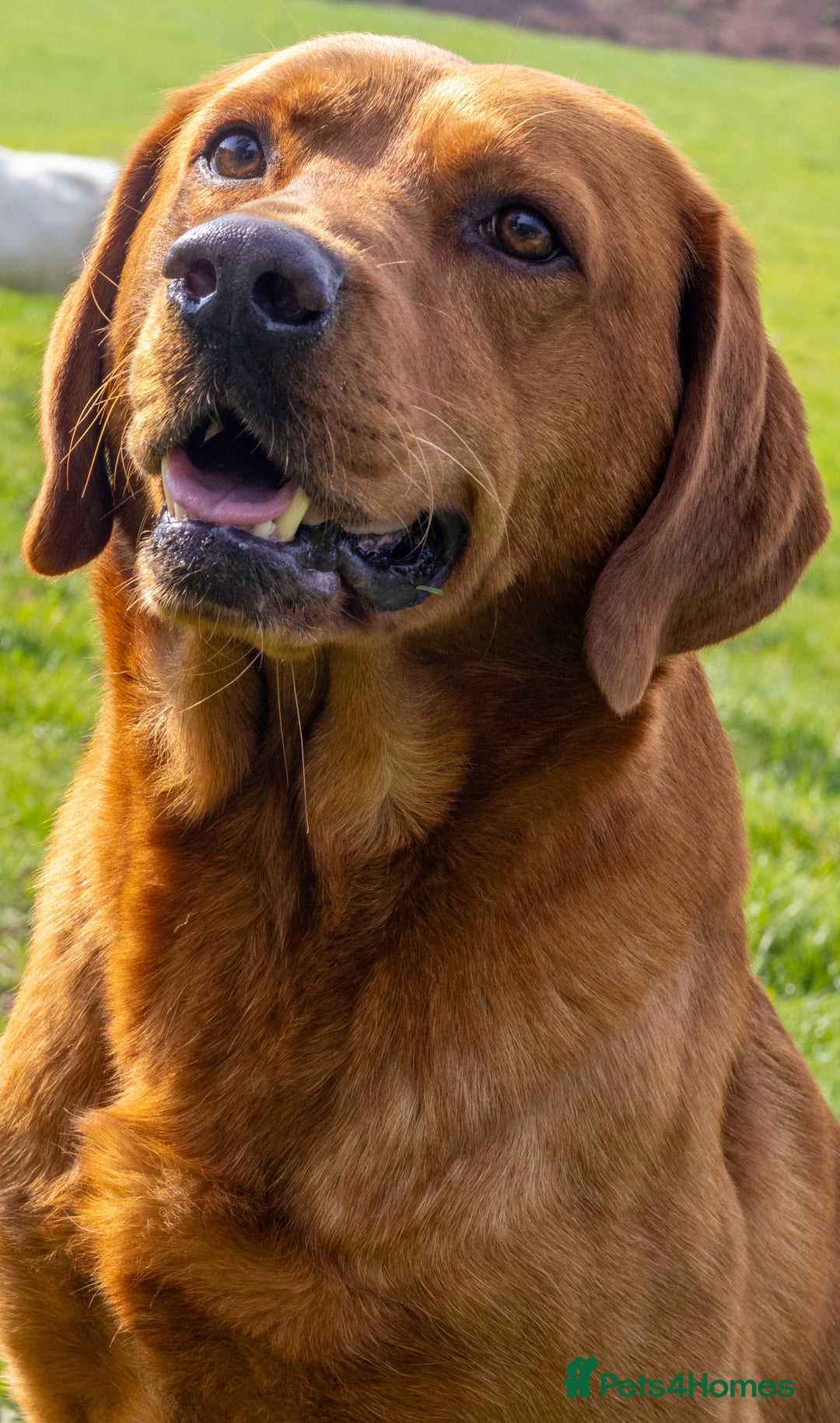 Labrador Retriever dogs for stud: Fox Red Labrador- For Stud in Uttoxeter - Image 3