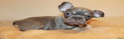 French Bulldog dogs for sale: ULTRA RARE - RAINBOW LITTER NON FLUFFY FRENCHIES - Advert 17