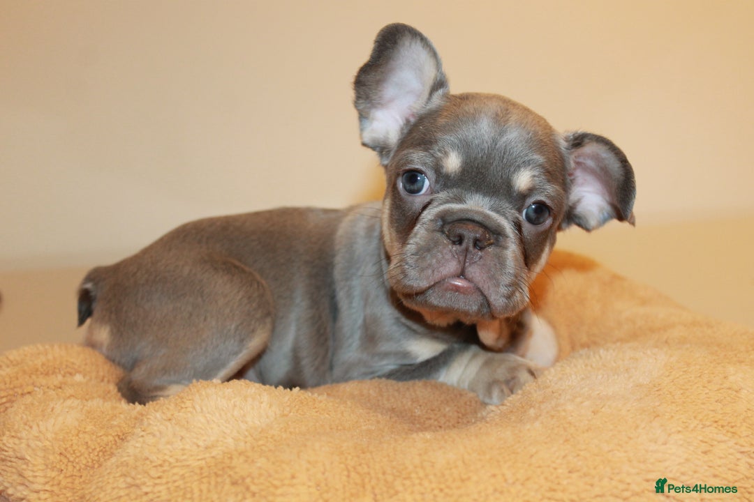 French Bulldog dogs for sale: ULTRA RARE - RAINBOW LITTER NON FLUFFY FRENCHIES - Advert 17