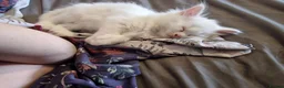 Mixed Breed cats for sale: polydactyl mainecoon cross russian nebelung in Blyth - Advert 3